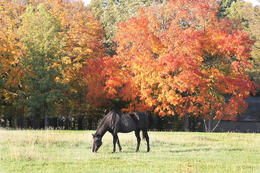 Fall Horse