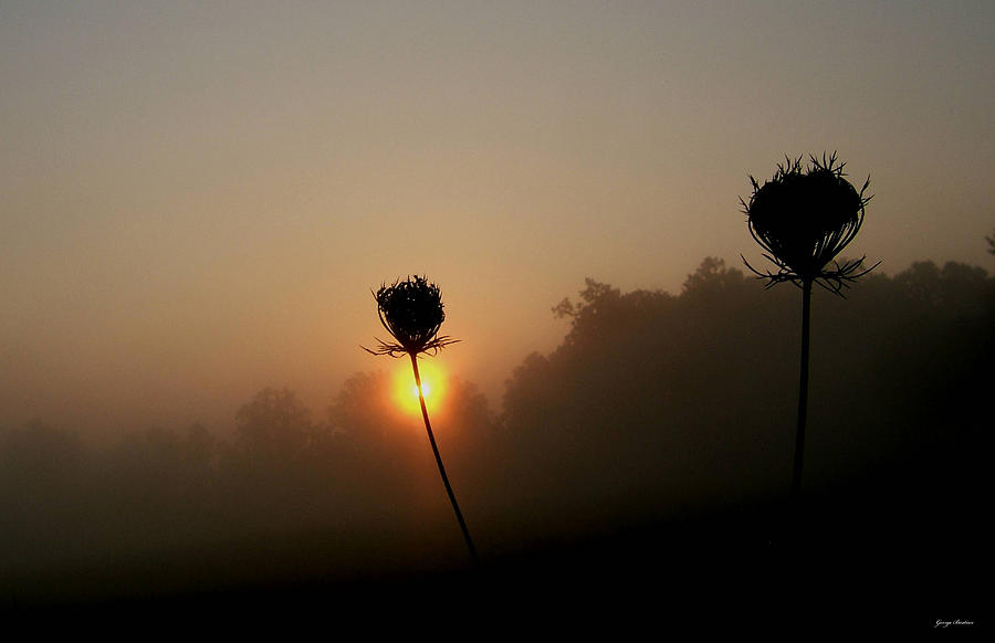 Queen Anne Lace Sunrise Photograph By George Bostian Pixels