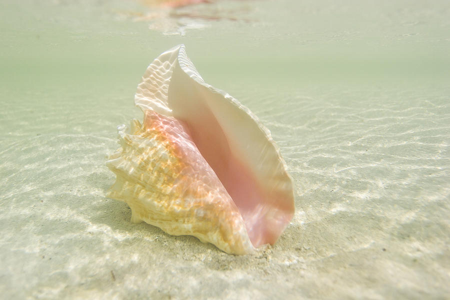 Queen Conch Shell