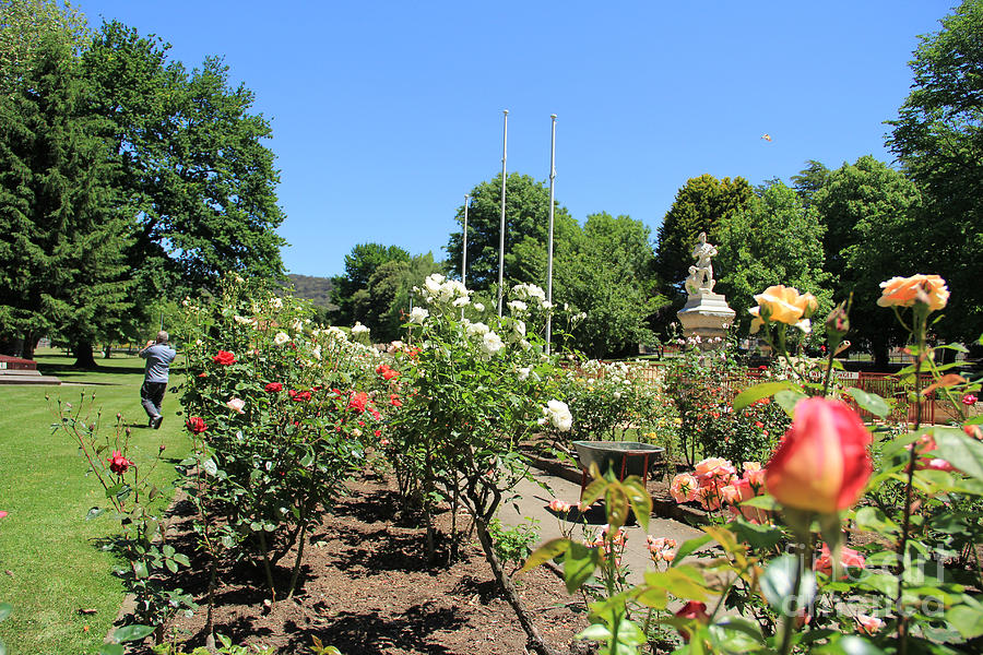 Park Rose