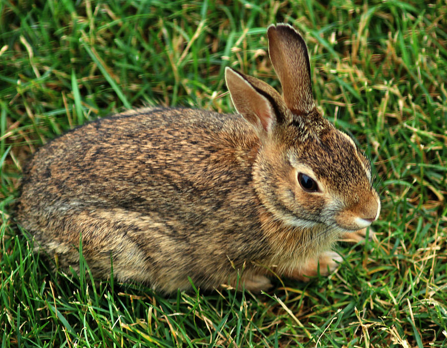 Rabbit Grass