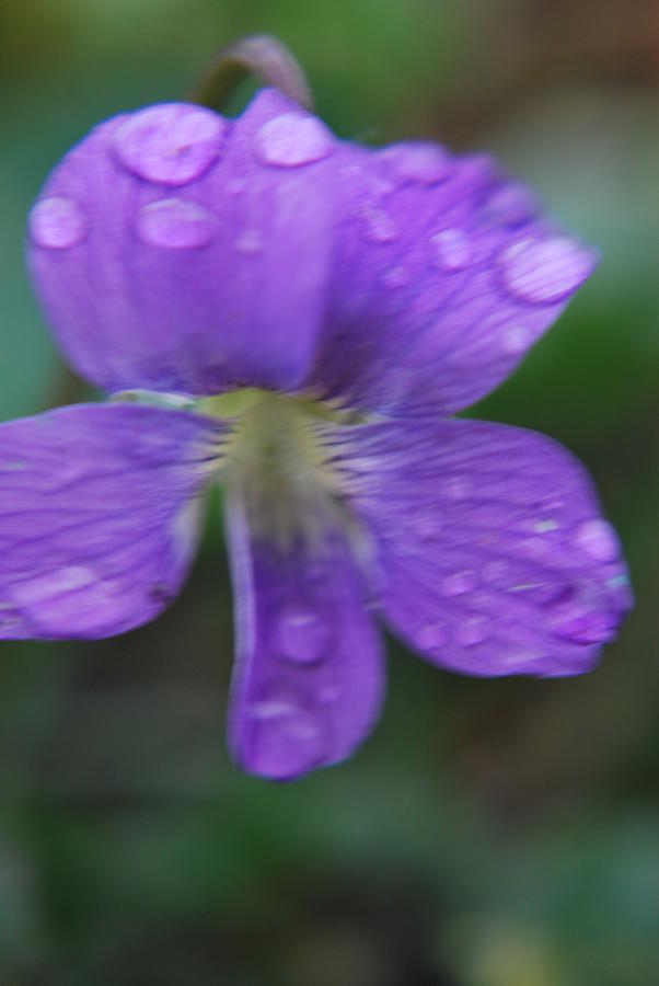 violet rain