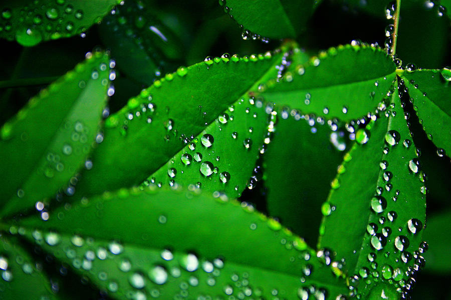 Rain Patterns Photograph By Toni Hopper Pixels