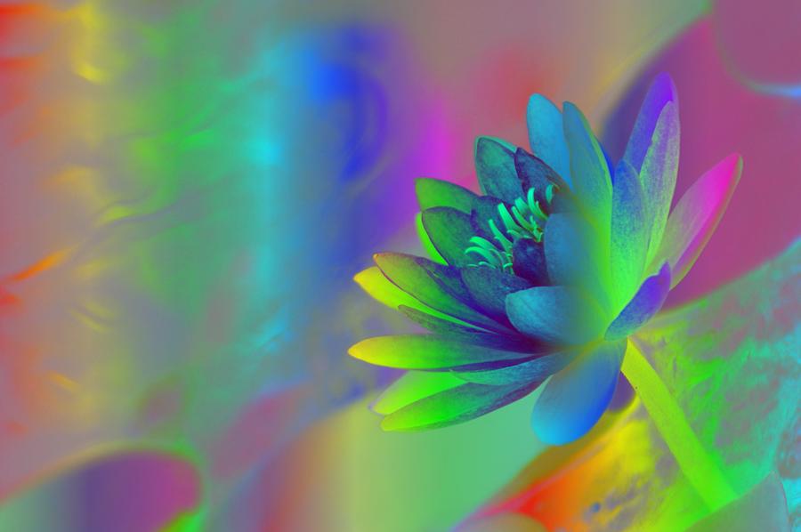 Rainbow Lily By Donna Bentley