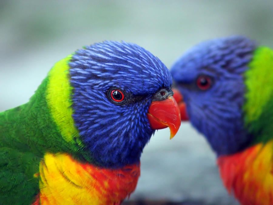  - rainbow-lorikeets-alison-johnston