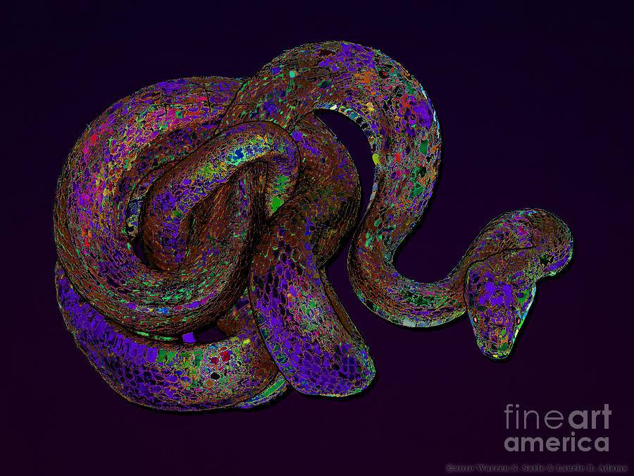 rainbow rattle snake