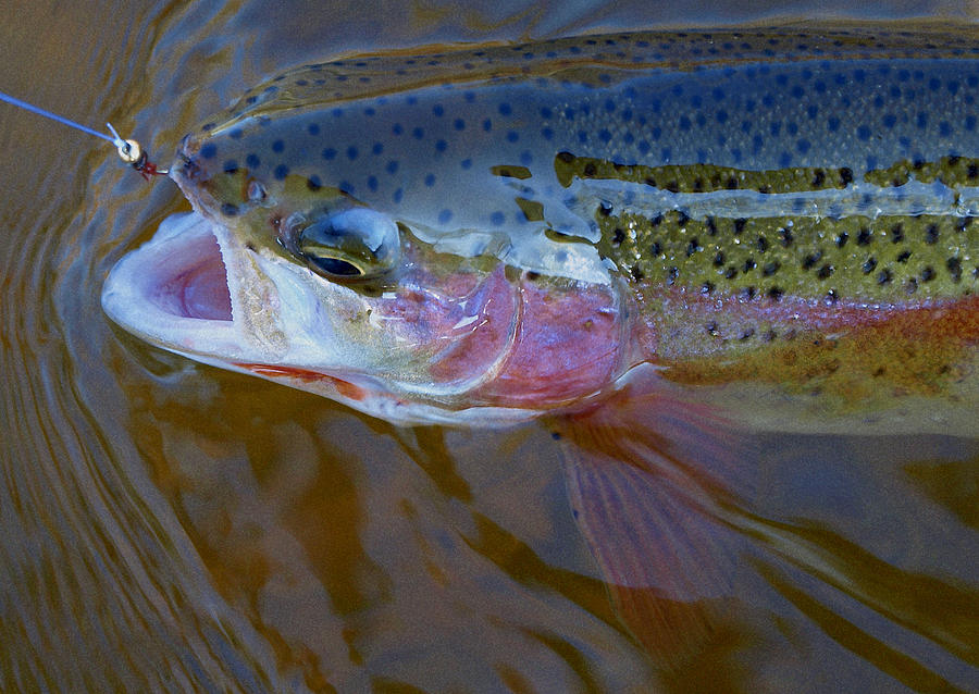 young trout