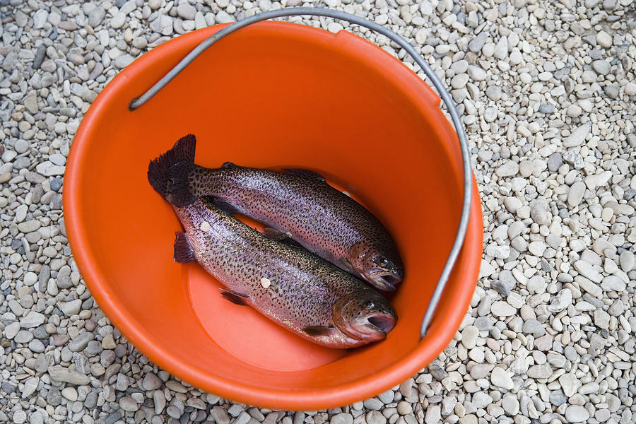 Rainbow Bucket