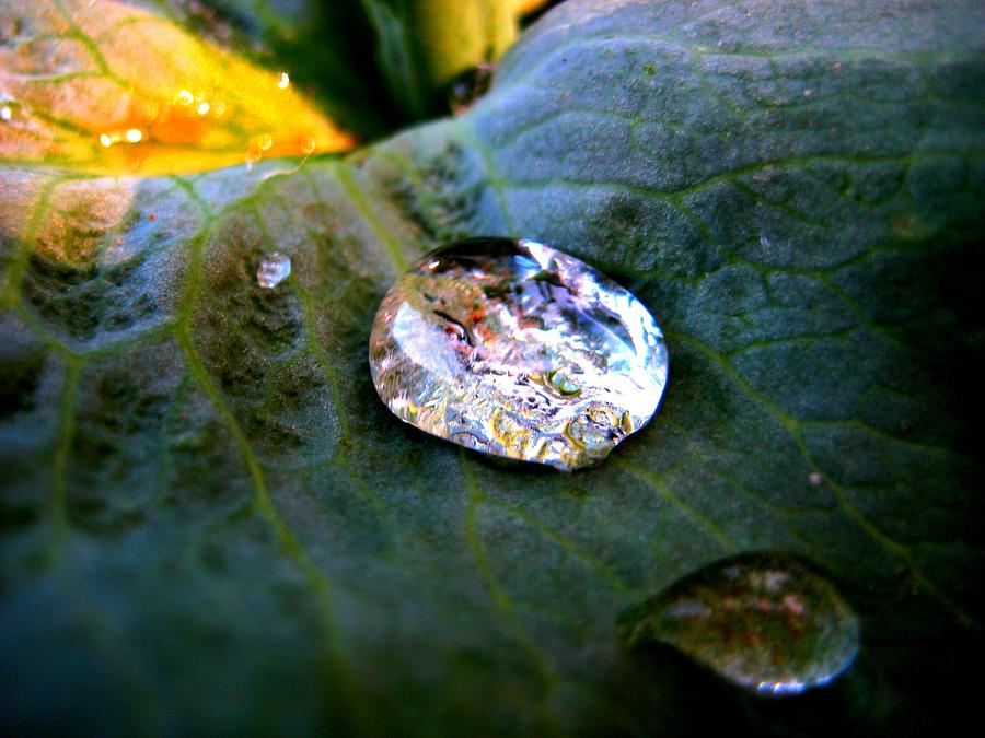 leaf and raindrop