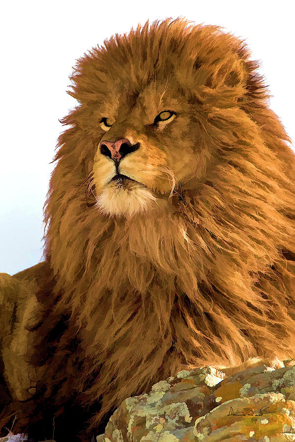 http://images.fineartamerica.com/images-medium-large/rare-barbary-lion-portrait-dennis-fast.jpg