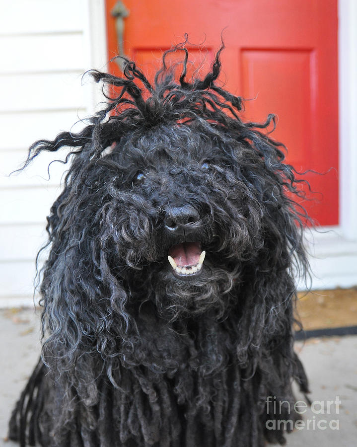 Rasta Dog Breed