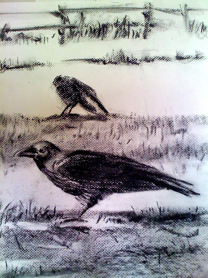 Ravens Drawing