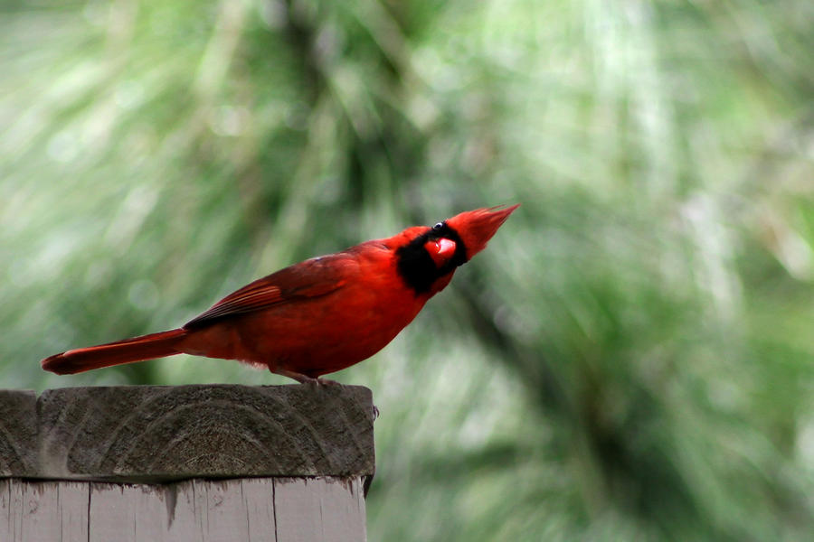  - red-bird--cardinal-vasil-vasilev