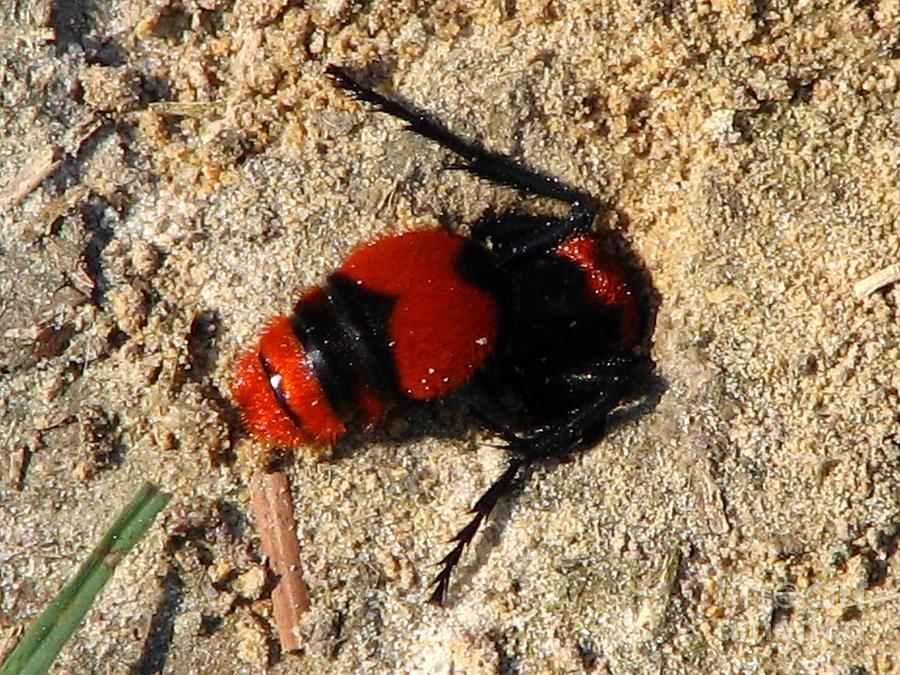 Red Burrowing Insect By J M Farris Photography