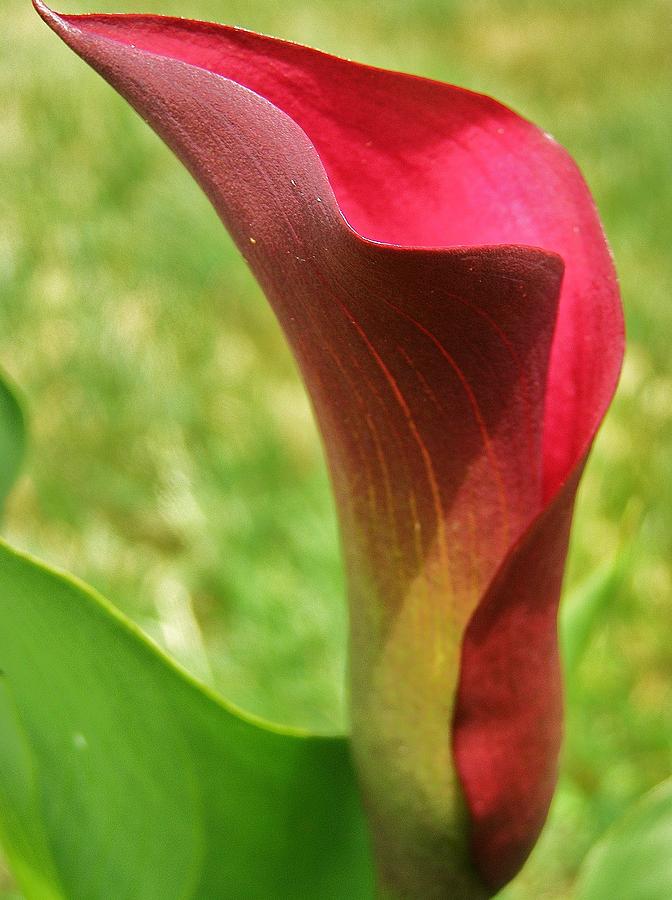 Red Calla Lily Photograph by Cathy Sosnowski
