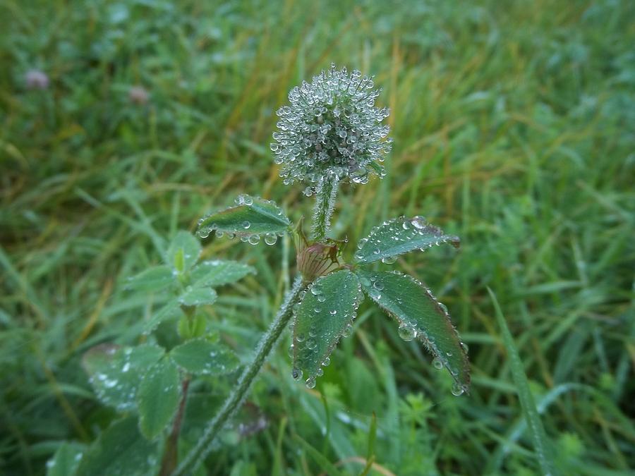  - red-clover-covered-with-the-morning-dew-marilyn-sargent