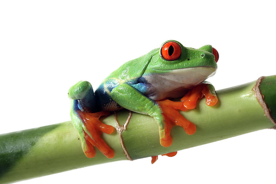 Red Eyed Tree Frog Coloring Page #8 Red Eyed Tree Frog Coloring Page #8