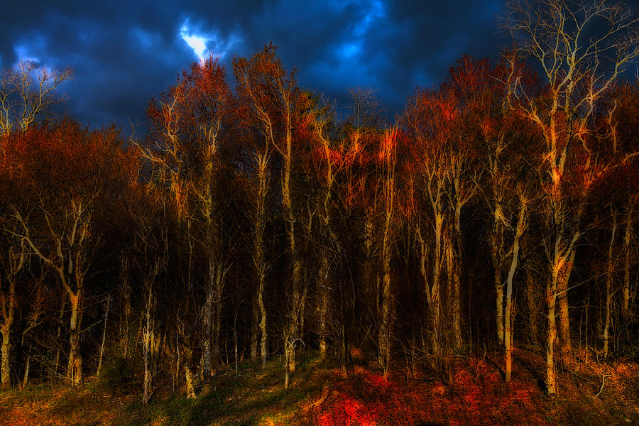 Red Forest