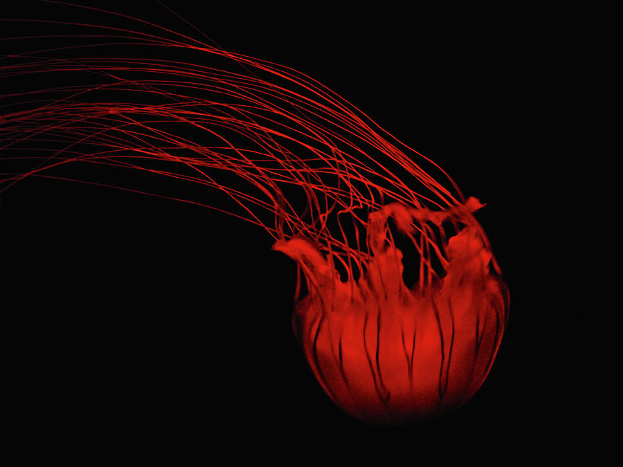 red jellyfish