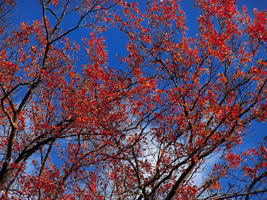  - red-leaves-blue-sky-kendra-palmer