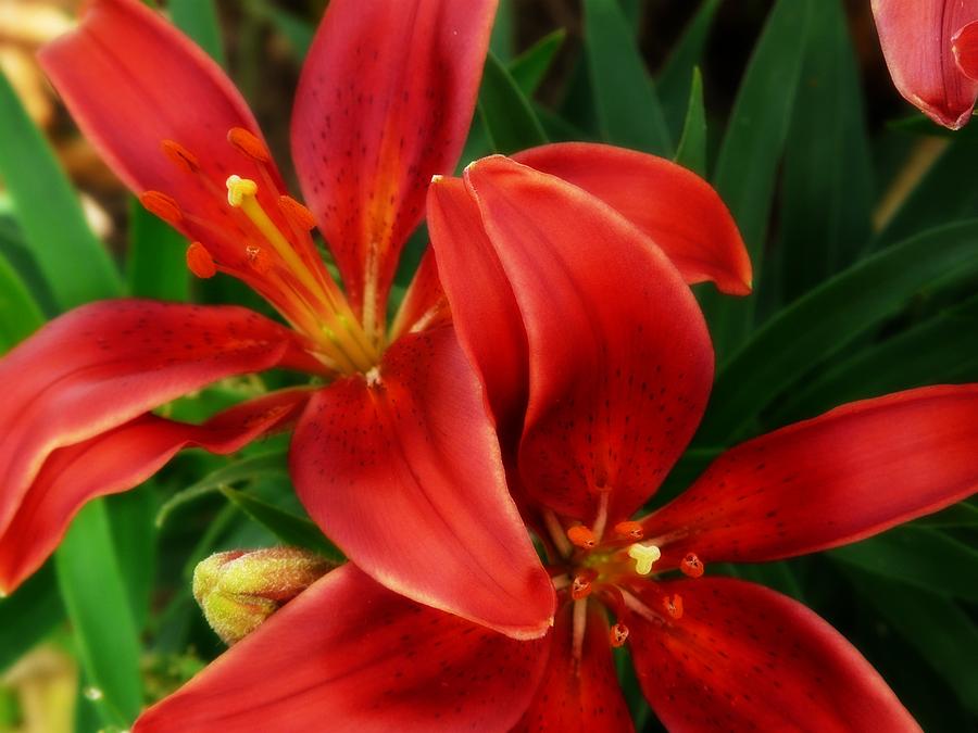  - red-lillies-talea-gokey