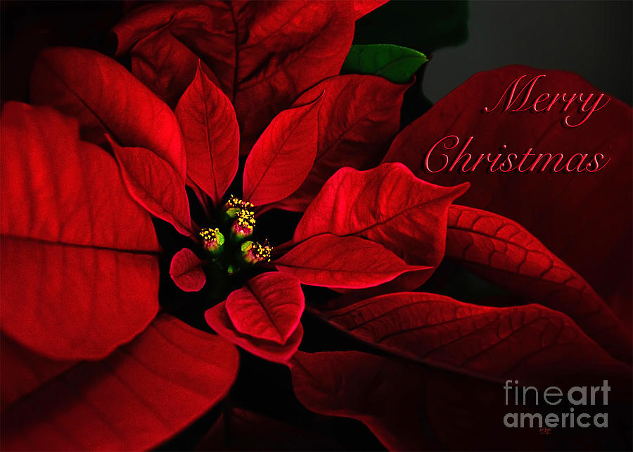 Red Poinsettia Merry Christmas Card By Lois Bryan