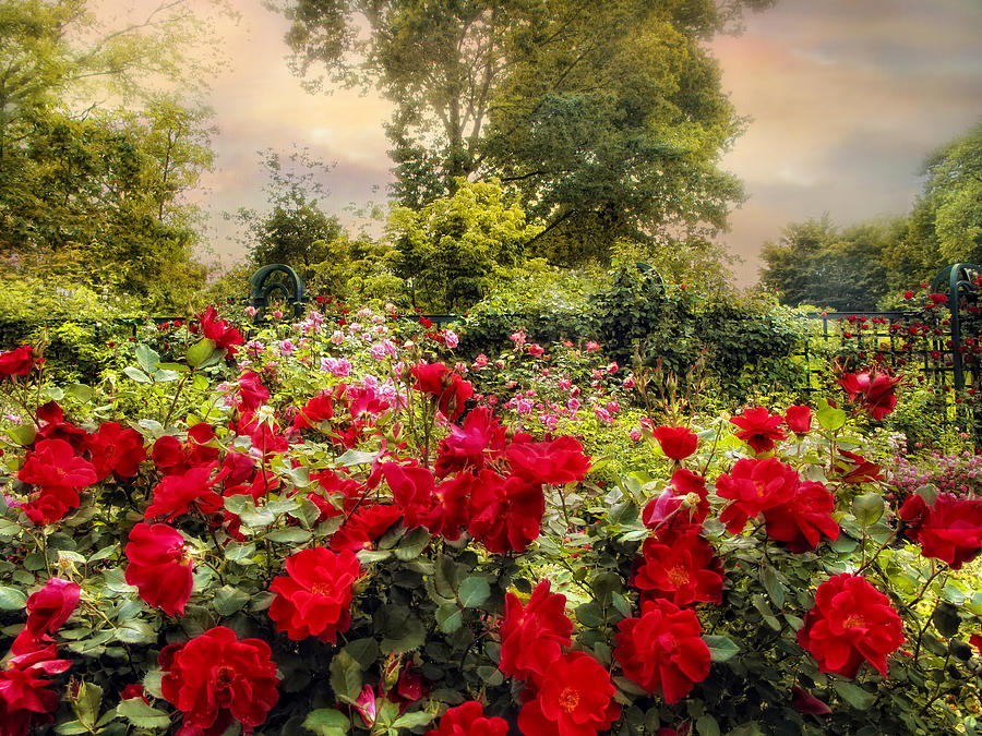 Red Roses Gardens