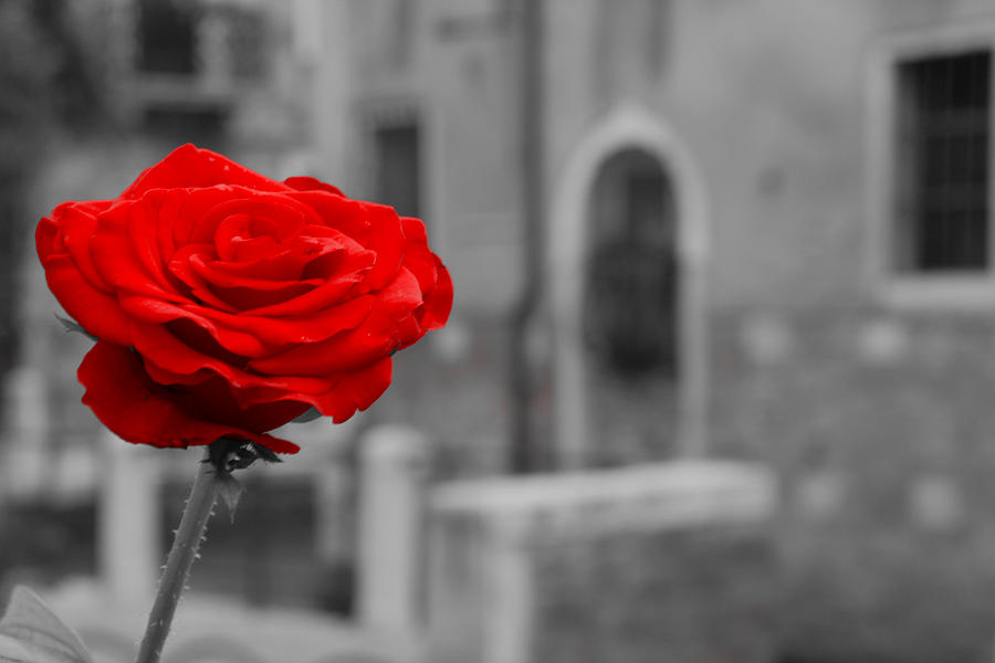 Red Rose With Black And White Background by Michael Henderson