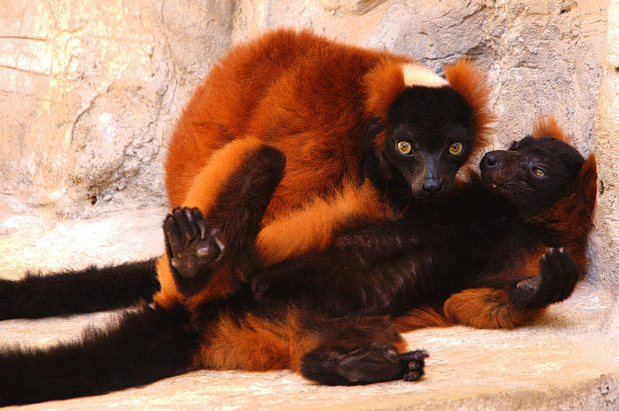 http://images.fineartamerica.com/images-medium-large/red-ruffed-lemurs-grooming-roy-williams.jpg