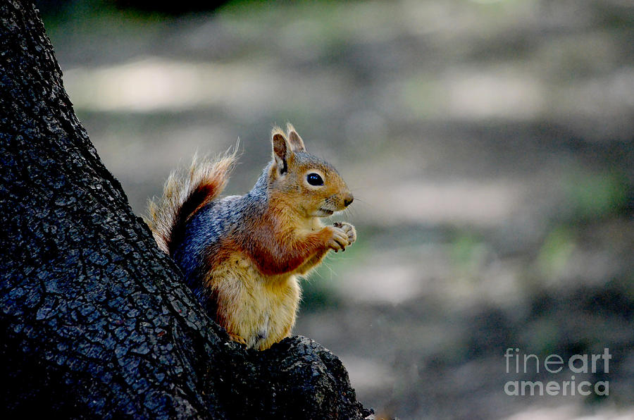  - red-squirrel-nilay-tailor