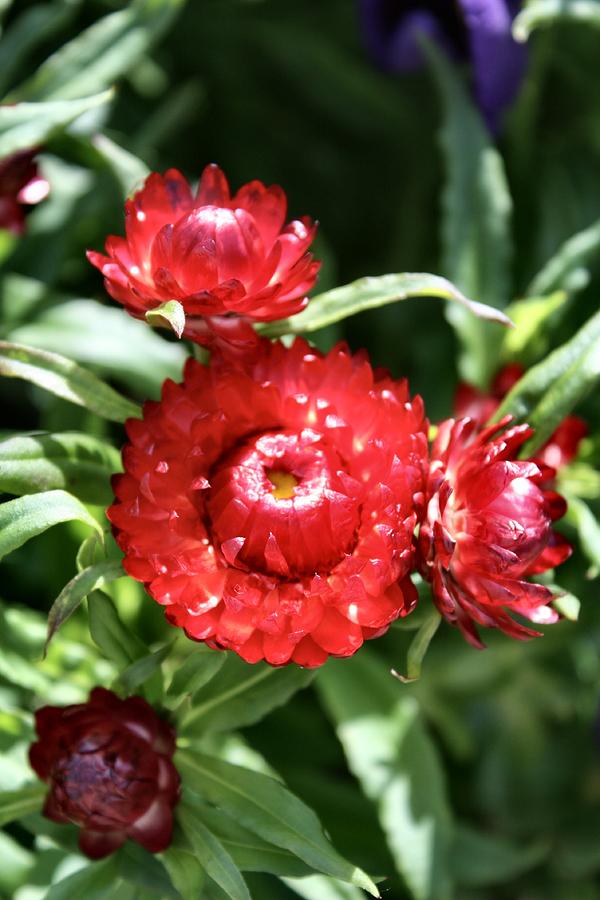 Red Straw Flowers