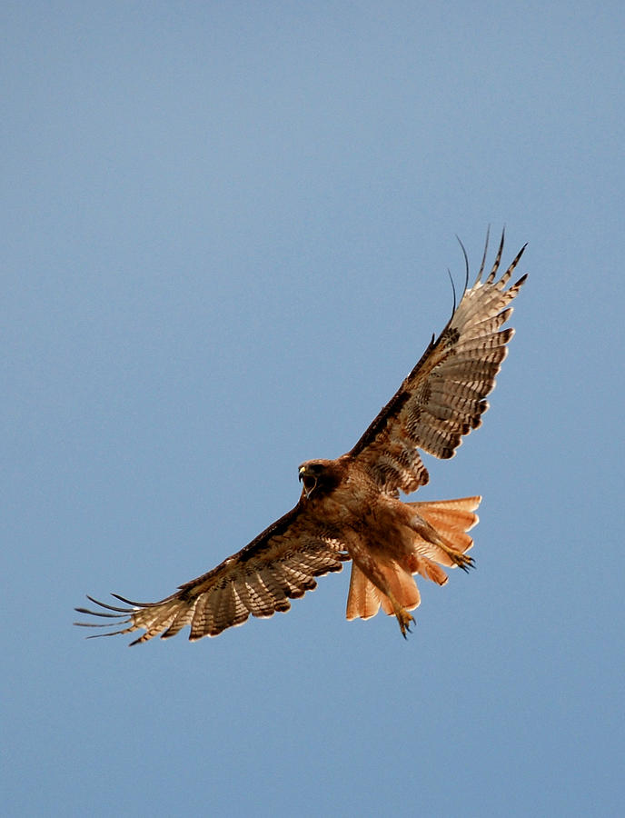 Red Tail Hawk In Flight 202 Photograph By Diana Grant