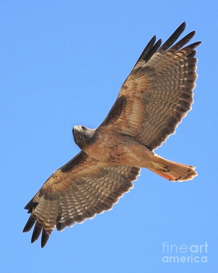 hawks in flight