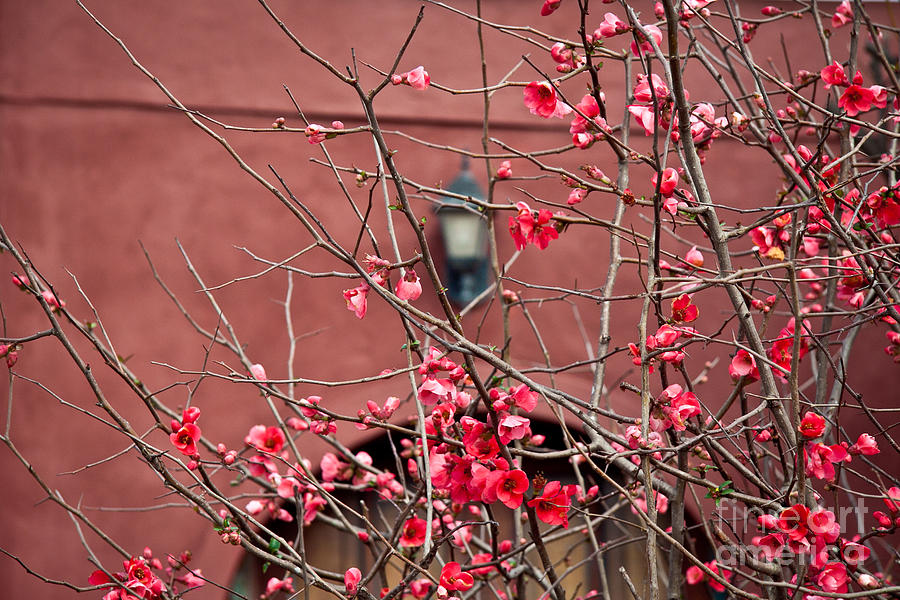 Red Wall Prints