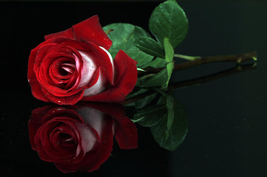 Red Rose White Rose [1994]