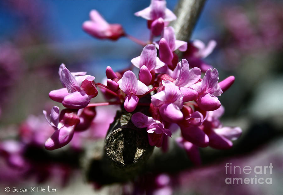  - redbud-blossoms-susan-herber