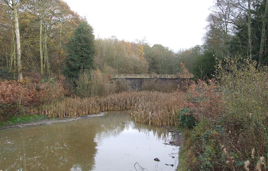 Reed Pond Photograph by Horace Cornflake