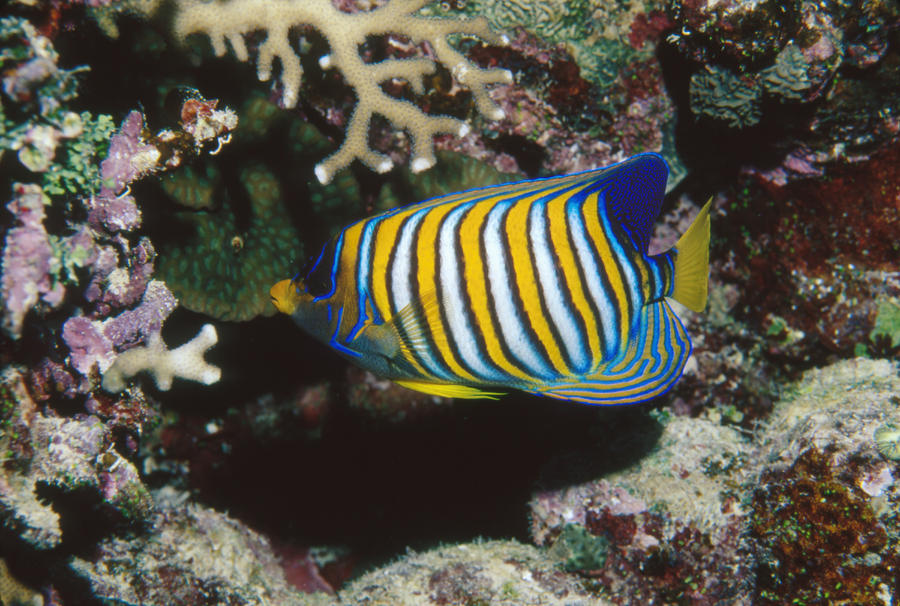 Regal Angelfish In Coral Reef Photograph by James Forte