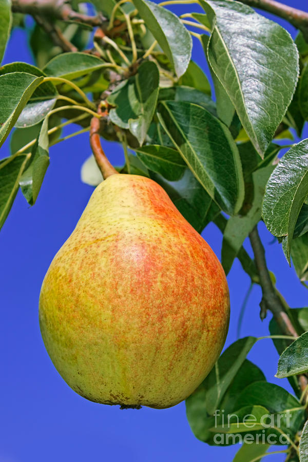Ripe Pear