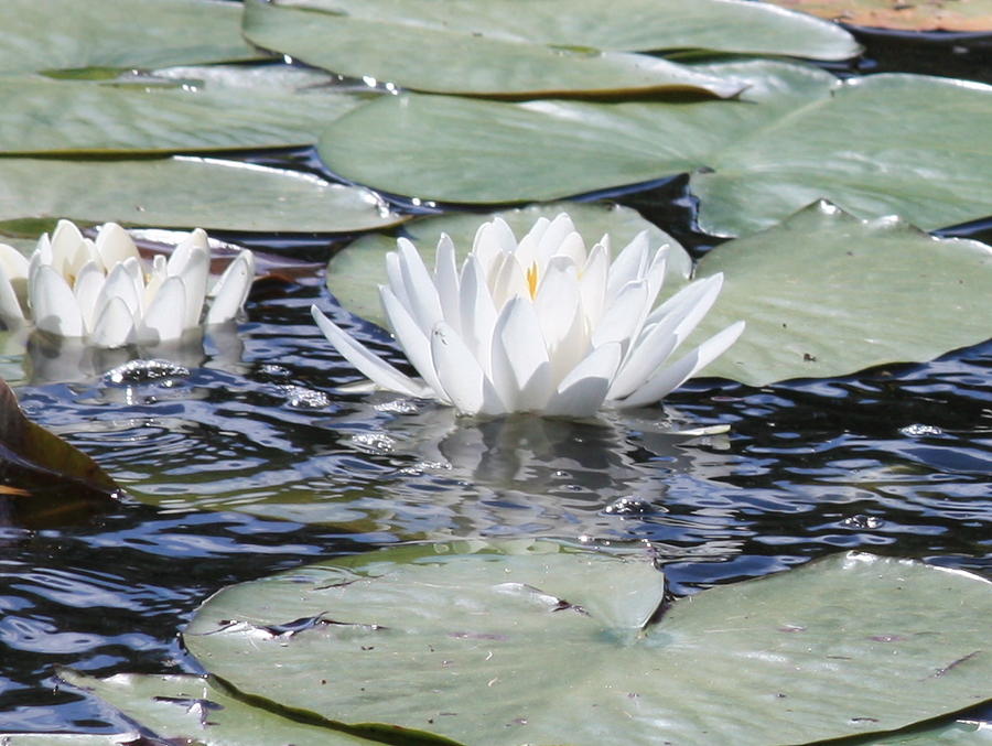 Pond Ripples