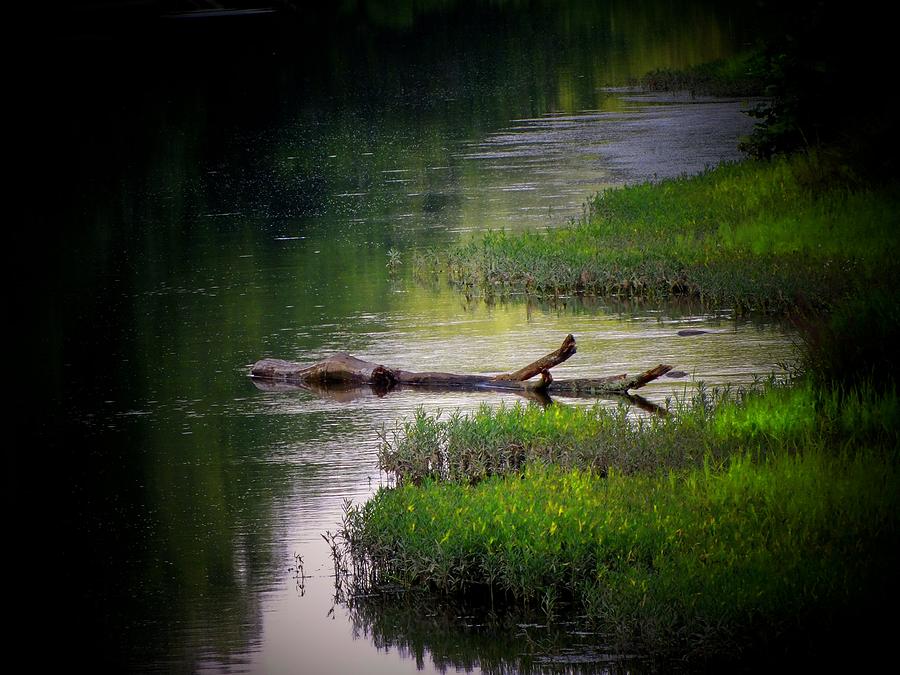 River Log