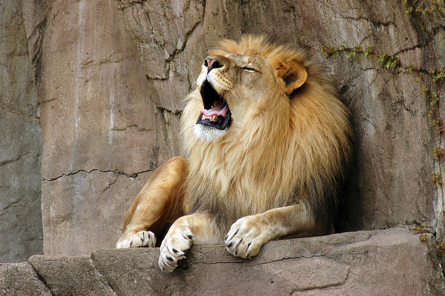 Roaring Lion On Rock Ledge At Brookfield Zoo Photograph