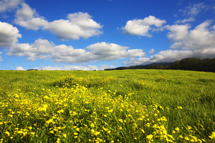 Rolling Meadows by Ron Dahlquist Printscapes
