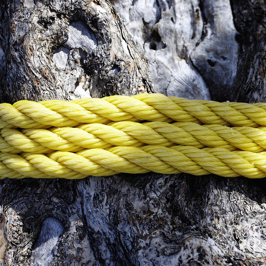 Rope Around A Tree Trunk Photograph by Skip Nall