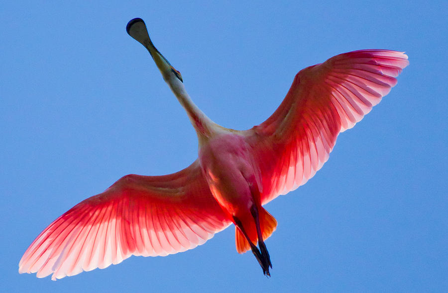 Roseate Spoonbill In Flight By Wild Expressions Photography