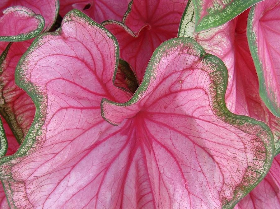 Caladium Rosebud