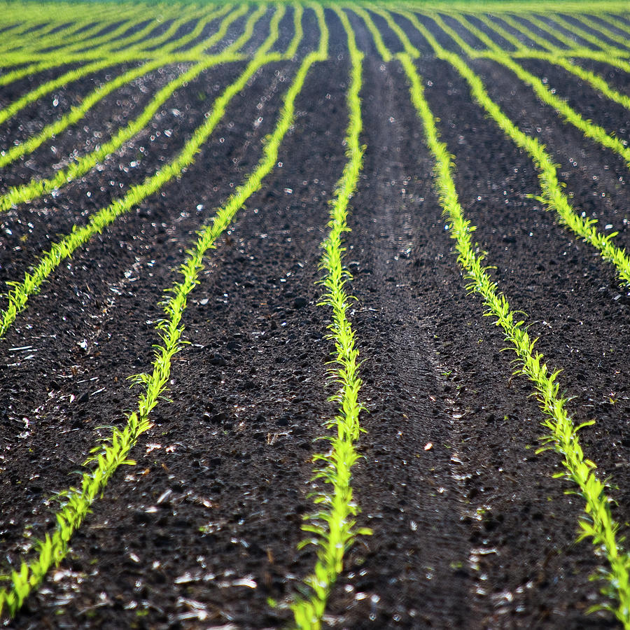 Rows Of Seeds