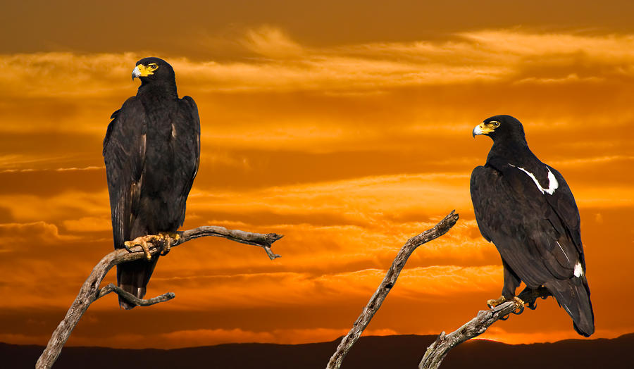 Royal Flush African Black Eagles by Basie Van Zyl