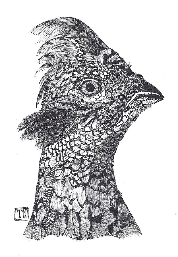 Ruffed Grouse Head Study Drawing by Tony Nelson