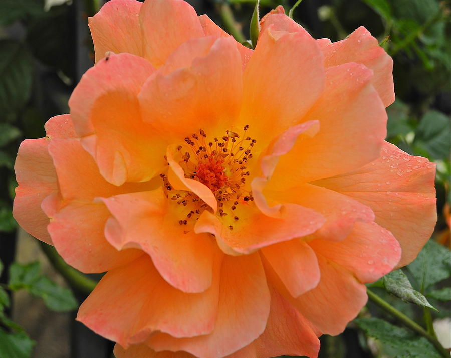 Ruffled Peach Rose Photograph